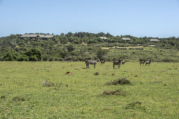 Kariega Game Reserve Settlers Drift Alexandria  Εξωτερικό φωτογραφία