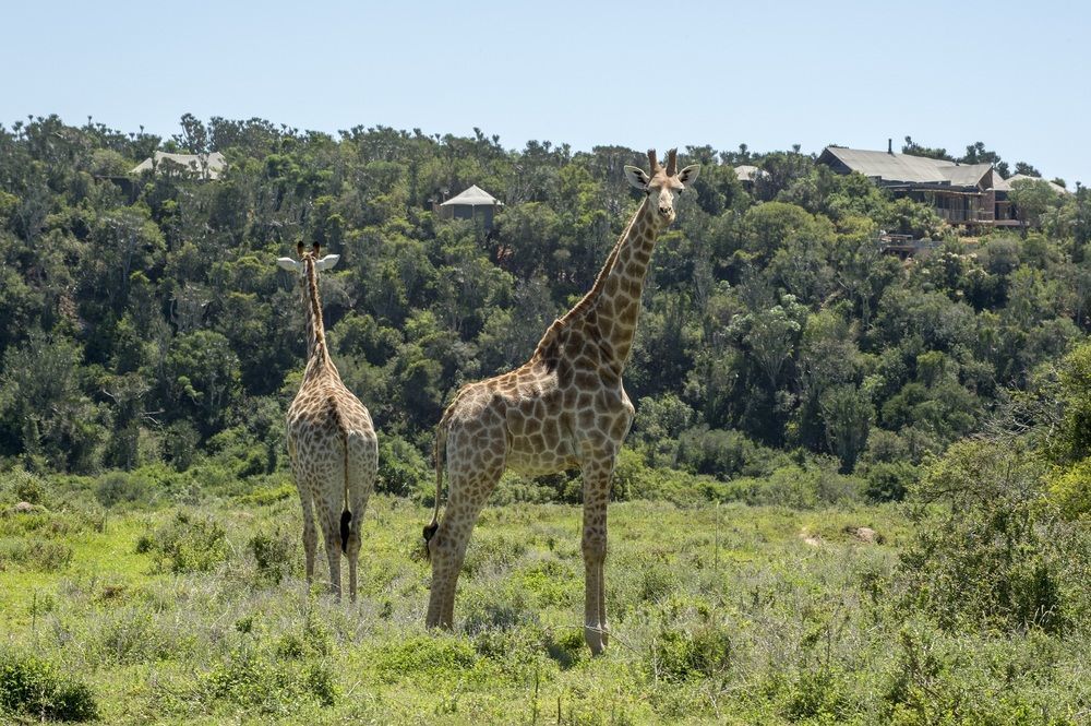 Kariega Game Reserve Settlers Drift Alexandria  Εξωτερικό φωτογραφία